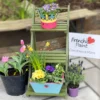 Decorative garden display with colourful flowers in pots and a miniature green wooden shelf with a painted flower pot on top.