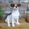 Sitting Jack Russell puppy on wooden floor with brick wall background, decorated with a green plant and a modern lamp.