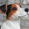 Sitting Jack Russell dog with alert expression, brown and white fur, and a black nose, against a brick wall background.