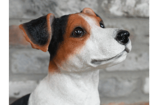 Sitting Jack Russell dog with alert expression, brown and white fur, and a black nose, against a brick wall background.